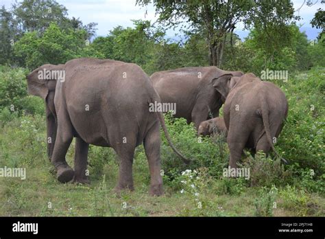 Wasgamuwa National Park Safari Stock Photo - Alamy