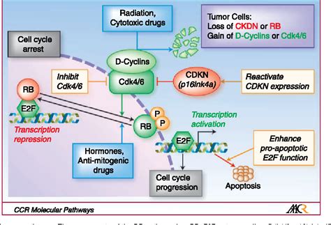 Pdf Targeting The Rb Pathway In Cancer Therapy Semantic Scholar