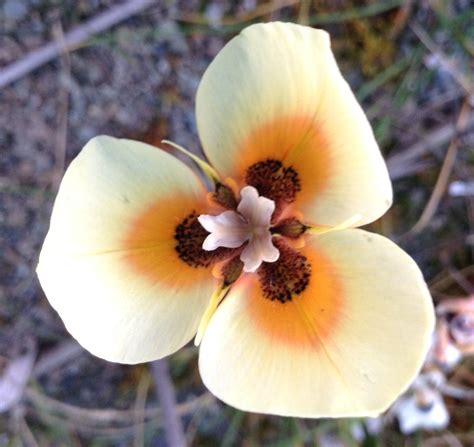 Growing Cool Plants New Moraea Hybrids