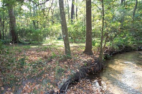 Cw Hogtown Creek Gainesville Creeks