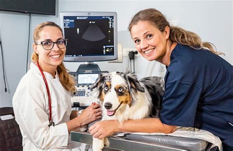 Veterinary Physical Exam Of Dogs Stock Photo Download Image Now