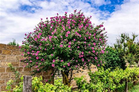 How to Grow and Care for Hibiscus Trees