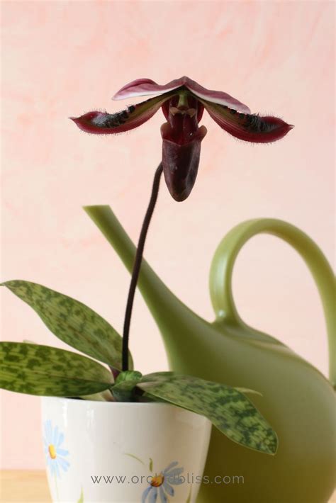 Caring For Orchids At Home Smart Tips For Growing Orchids Indoors