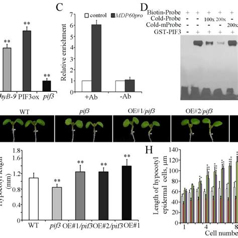 Working Model Of Upstream Signaling Mediated Hypocotyl Cell Elongation