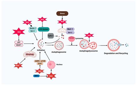 Recent Advances In Cellular Signaling Interplay Between Redox