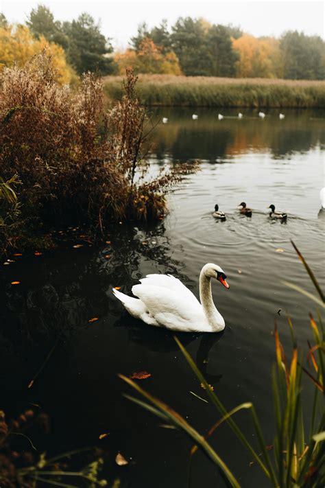 Swan Lake Photos, Download The BEST Free Swan Lake Stock Photos & HD Images