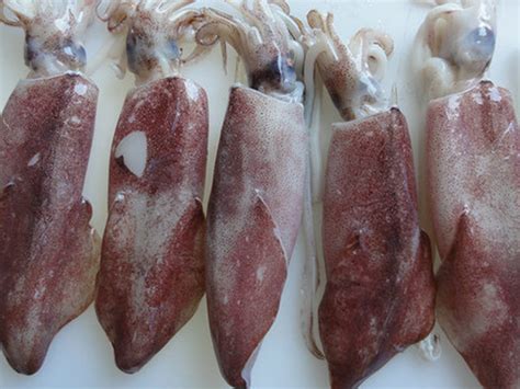 Loligo Spp Frozen Squid China Seafood Chengsen Aquatic Seafoods Co