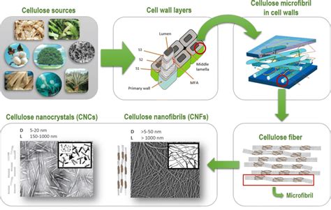 Schematic Illustration Of Cellulosic Fibres Hierarchical Structure Download Scientific Diagram