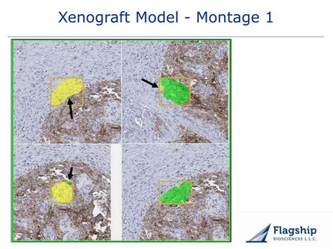 PPT - Quantitation with Whole Section Analysis – Xenograft Models in ...