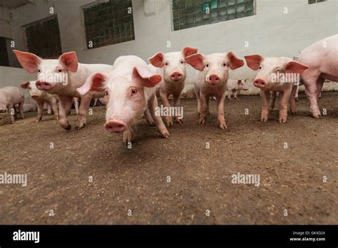 Rearing Farm Hi Res Stock Photography And Images Alamy