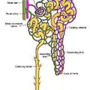 Illustration Of Nephron Photograph By Science Source Fine Art America