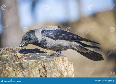 Hooded Crow, Corvus Cornix, Eat Nuts Stock Photo - Image of nordic ...