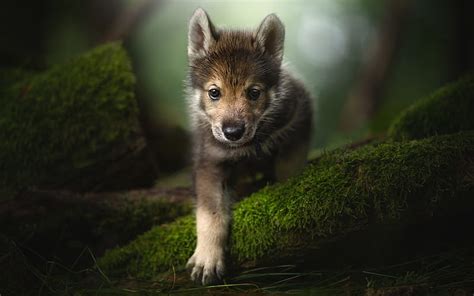 Perro Tamaskan Cachorro Pequeño Perrito Lindo Bosque Musgo Verde