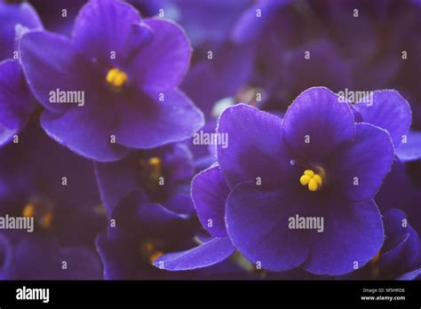 Close Up Of African Violets Saintpaulia Shallow Depth Of Field