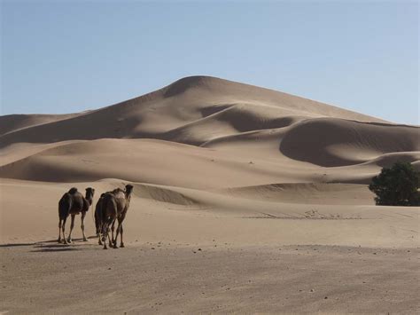 15 Fascinating Facts About the Sahara Desert - Marrakech Desert Trips