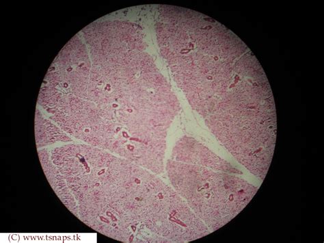 Histology Slides Database: human parotid glands histology slides