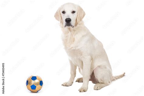 Golden retriever puppy with toy ball isolated Stock Photo | Adobe Stock