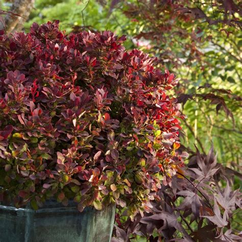 Barberry Golden Ruby 2 Greenwood Creek Nursery