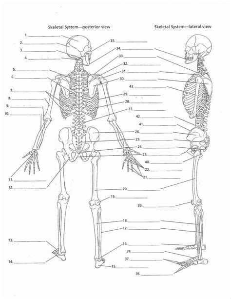 Blank Muscle Anatomy Worksheets