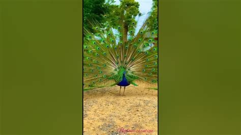 The Most Beautiful Peacock Dance Nature Lovers Treditional Trending