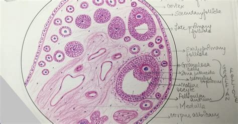 Illustrations: Ovary - General Histology