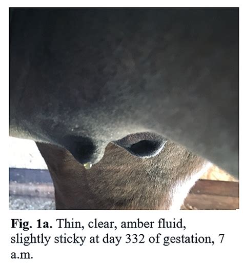 Using pH Strips to Predict the Timing of Foal Birth | Equine Chronicle