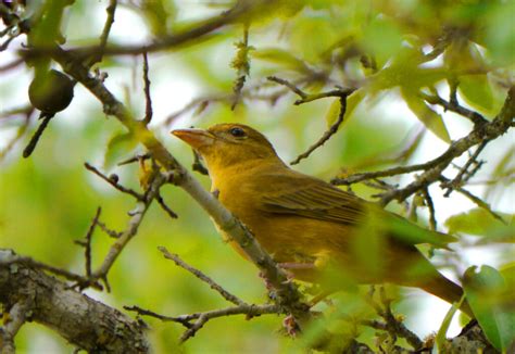 Summer Tanager Piranga Rubra Prairie Woods Arboretum