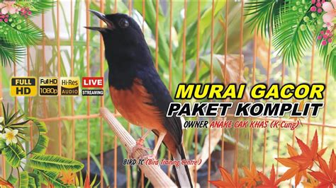 Pancingan Murai Sore Hari Efektif Dan Ampuh Buat Pancingan Murai