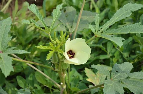 Fertilizer Management For Okra Dose Npk And Schedule