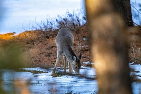 WSpinPhotos: Baby deer in the woods foraging through the snow a ...