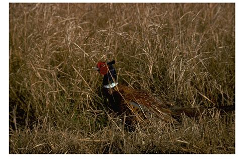 Pheasant In Texas Tpwd Game Management