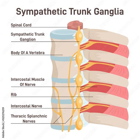 Sympathetic trunk ganglia. Paravertebral ganglia of the sympathetic ...