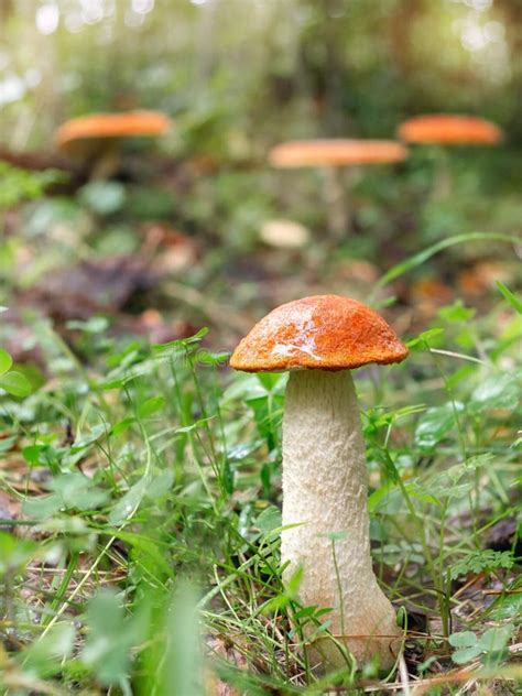 O Amanita Pequeno Do Cogumelo Conhecido Como O Agaric De Mosca Cresce