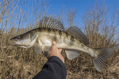 Zander vs. Walleye: Can You Tell the Difference? - USAngler