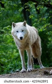 Arctic Wolf Canis Lupus Tundrarum Portraits Stock Photo