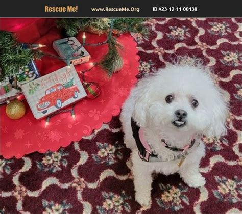 ADOPT 23121100138 Bichon Frise Rescue Middleboro MA