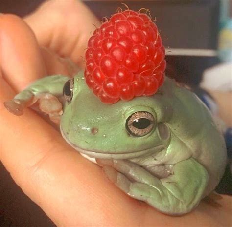 Aesthetic Frog Photos Aesthetic Frog Frogs Facerisace