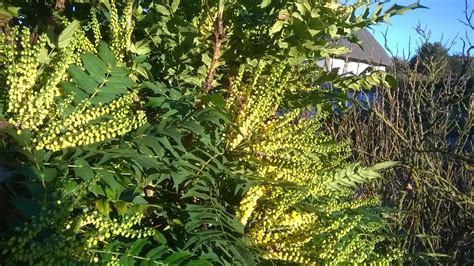 life between the flowers : Evergreen Winter yellow flowering spiky ...