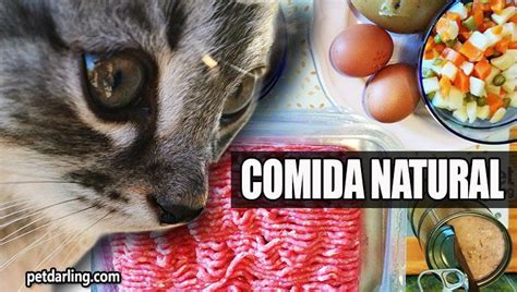 COMO HACER COMIDA CASERA PARA GATOS Receta Video Fotos