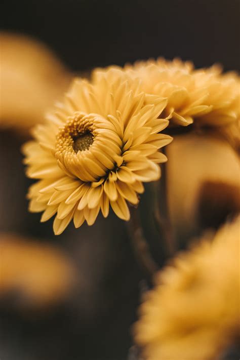 Flowers Bloom Yellow Macro Petals Hd Phone Wallpaper Peakpx