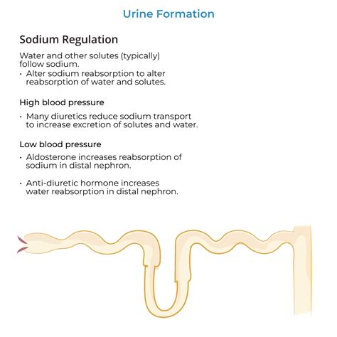 Physiology Glossary Urine Formation Overview Ditki Medical And Biological Sciences