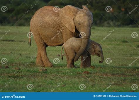 Elephants Mother And Baby Stock Photo Image Of Affection Ears