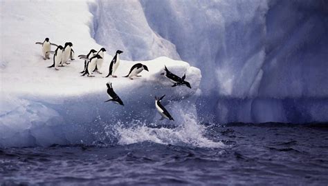 Fun Adélie Penguin Facts For Kids | Kidadl