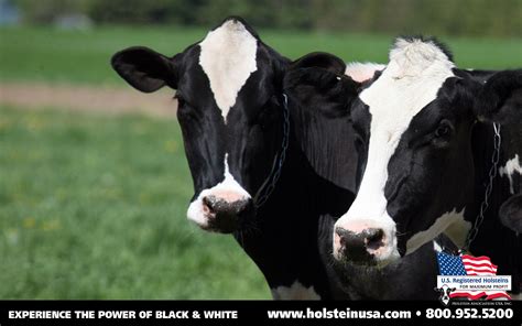 Interesting Facts About Holstein Cows - All About Cow Photos