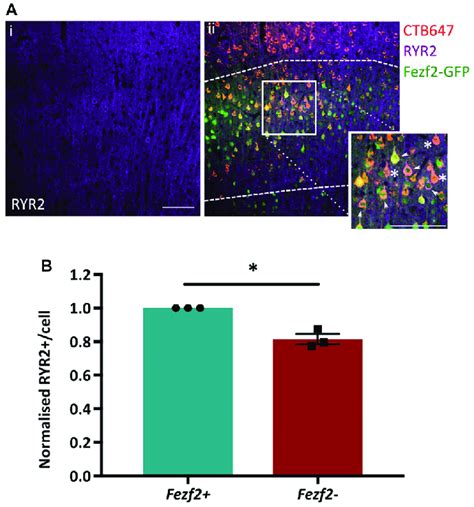 Validation Of Enriched RYR2 Expression In Fezf2 Ve IT PNs By