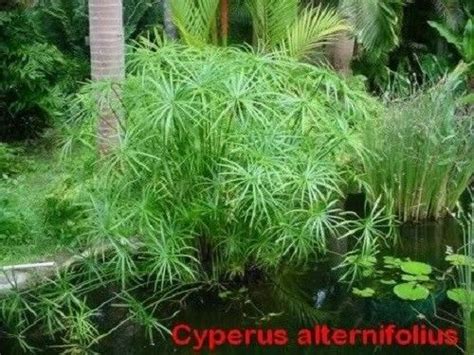 50 UMBRELLA PLANT CYPRUS Alternifolius Papyrus Grass Umbrella Palm ...