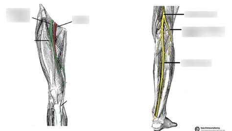 Lab 6 Sciatic Femoral Common Fibular And Tibial Nerves Diagram