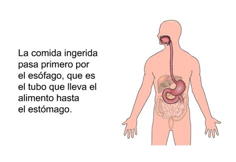 PatEdu Cáncer del colon