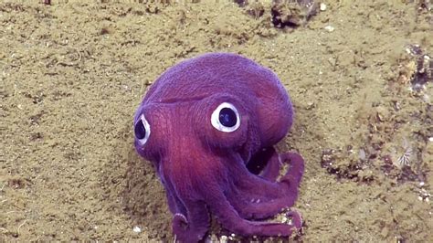 This googly-eyed squid gives sober scientists the giggles