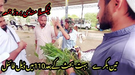 Friday Taxila Bakra Mandi Latest Update K Ma Bakro Ka Soda Youtube